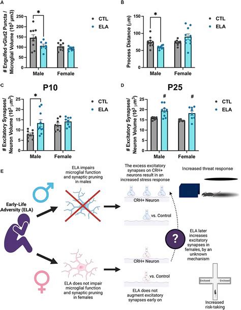 Frontiers Sex Specific Behavioral Outcomes Of Early Life Adversity And Emerging Microglia