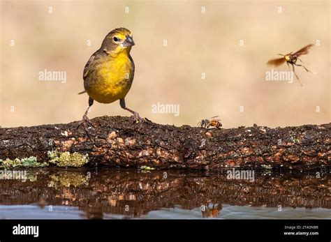 Saffron Finch Sicalis Flaveola La Pampa Patagonia Argentina Stock