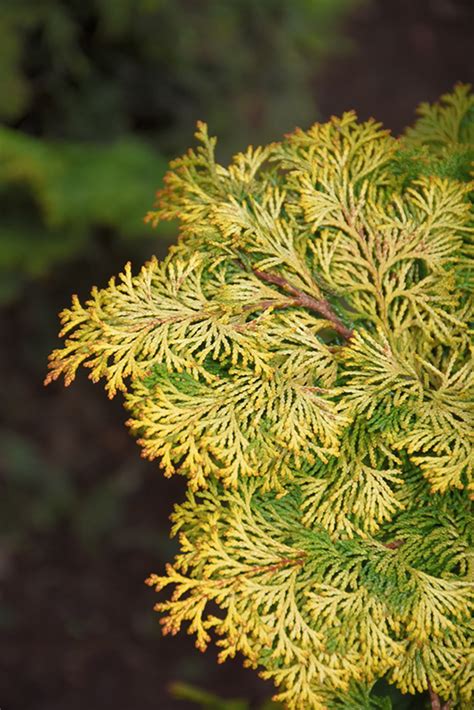 Golden Hinoki Falsecypress Chamaecyparis Obtusa Aurea In Lancaster York Harrisburg