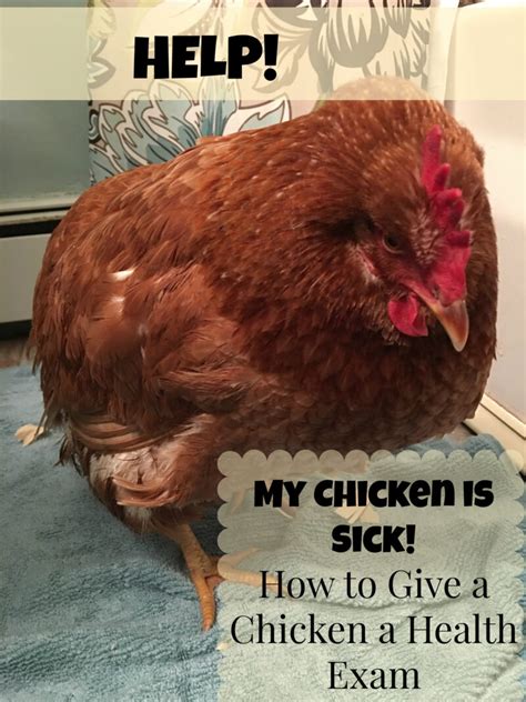 Help! My Chicken is Sick!