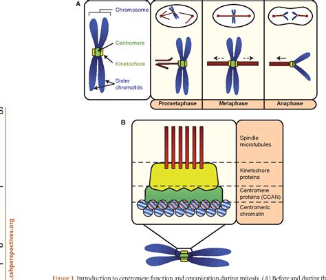 Centromere In Mitosis