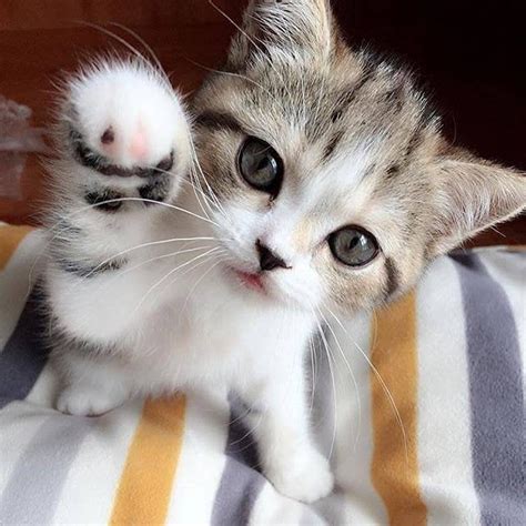 Super cute kitten : aww