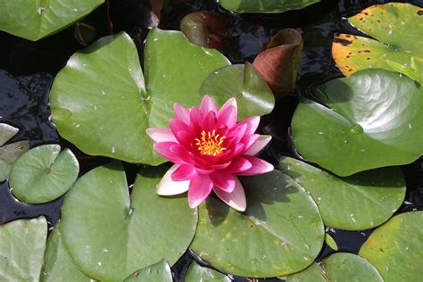 Water Lily Aquatic Plant Flower Free Photo On Pixabay