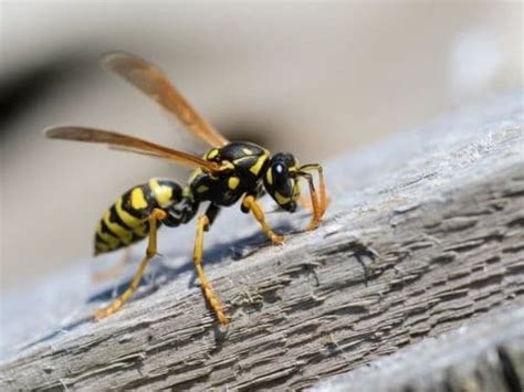 What Attracts Wasps Pestcontrolkitchenerca