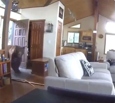 VIDEO: Camera catches bear knocking down heavy front door like it's nothing