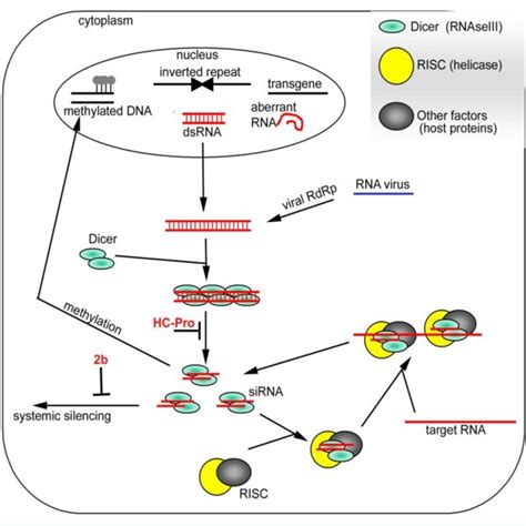 11 Simplified Model Of Rna Silencing In Plants Rna Silencing Is