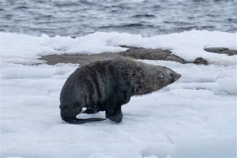 This Week At Mawson 1 March 2024 Australian Antarctic Program