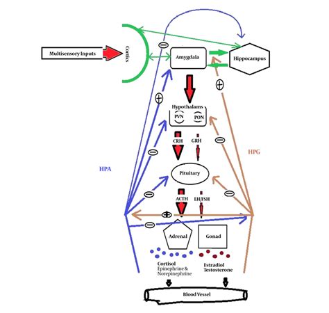 Stress And Sexual Pathway The Amygdala Can Be Activated By Download Scientific Diagram