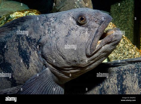 Atlantic Wolffish Wolffish Cat Fish Catfish Anarhichas Lupus