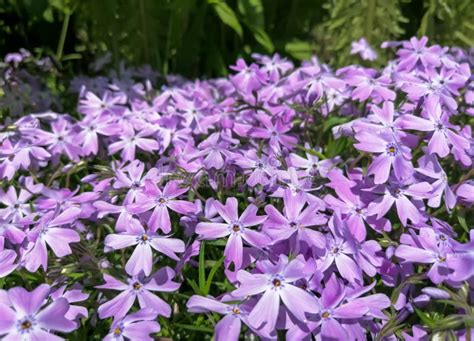 Creeping Phlox Flowers Of Phloxi In The Garden Purple Flowers In May