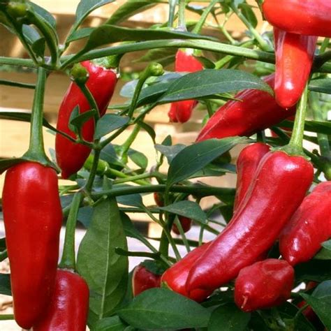 Hybrid Mirchi Seeds at Rs 36000/kilogram | Arunim Chilli Seeds in ...