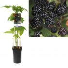 Doornloze Braam Rubus Frut Black Satin S Pot Cm Vijf Stokken