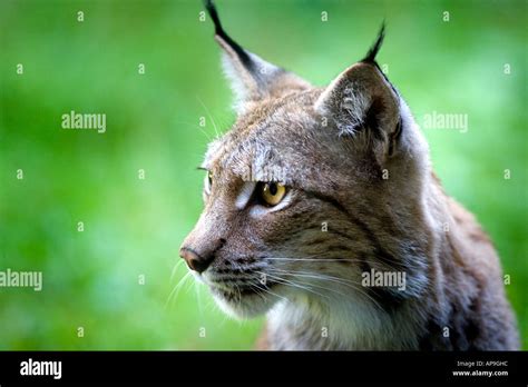 Swedish Lynx Hi Res Stock Photography And Images Alamy