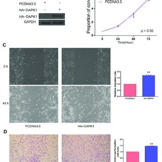 Overexpression Of Dapk Promotes Gc Cell Migration And Invasion A