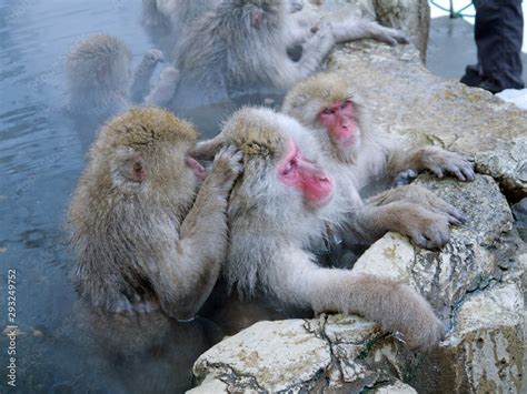 Cute Japanese Snow Monkeys Relaxing In Onsen With Steam Rising From Hot Spring Water In