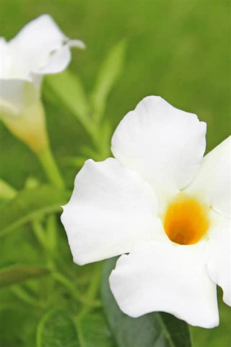 Dipladenia Plant Care The 1 Definitive Guide