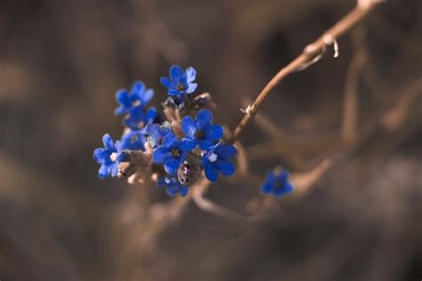 Free Images Nature Branch Blur Growth Fruit Leaf Petal Bloom