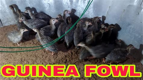 Guinea Fowl Farming Titir Farming China Murgi Farming Tripura