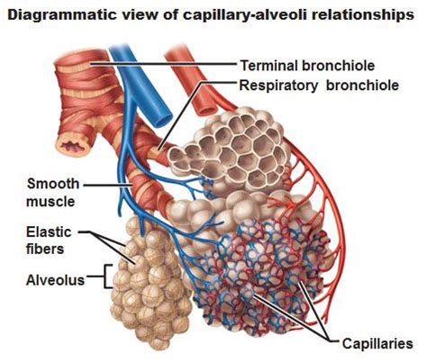 What Occurs in the Capillaries of the Alveoli - CashminRussell