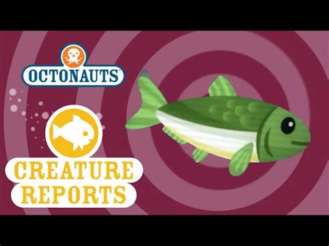 Octonauts Creature Reports Herring Youtube