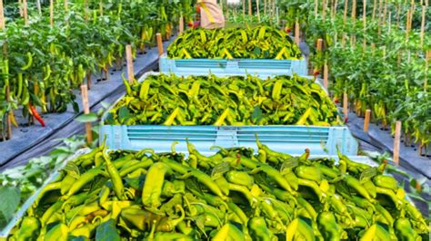 How Produce Thousand Of Tons Of Green Chili By Modern Agriculture