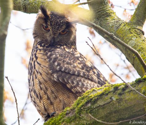 Vroege Vogels Foto Vogels Oehoe