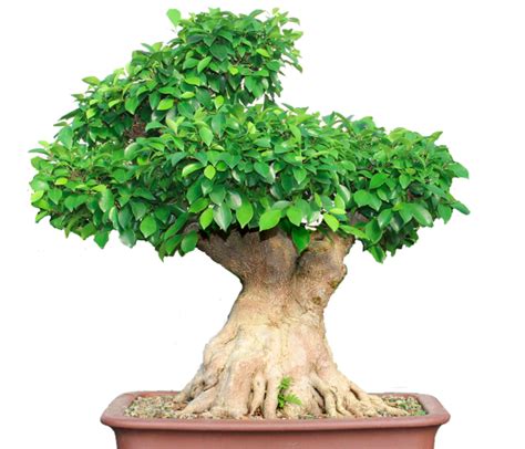 Ficus Retusa Bonsai: Creating Ficus Retusa Bonsai. Healthy Life 2023