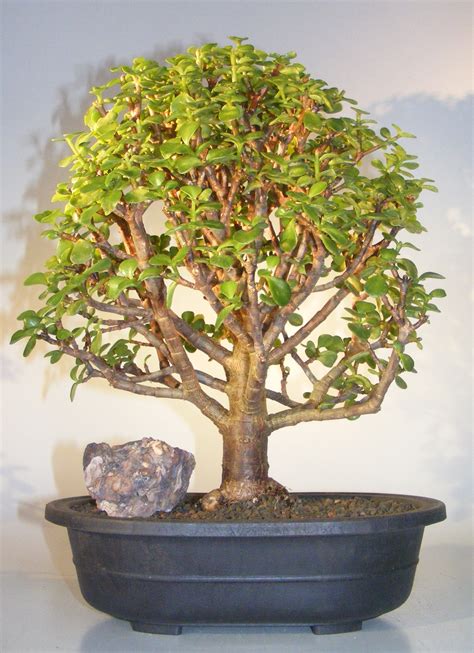 Top Bonsai Jade Tree In The World The Ultimate Guide Leafyzen