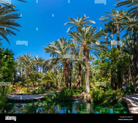 Palm and succulent garden Huerto del Cura in Elche, Spain Stock Photo - Alamy