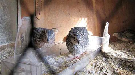 Quail Farming in India: Complete Guidance on Quail Bird Rearing