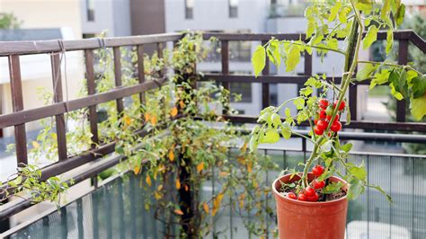 How to grow tomatoes in pots — 7 easy steps | Tom's Guide