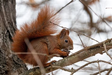 Eichhörnchen Nagetier Auf Kostenloses Foto auf Pixabay Pixabay