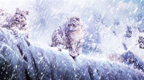 Snow Leopard HD Wallpapers - Wallpaper Cave