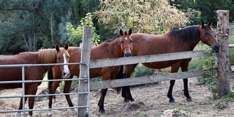 Deux Sèvres découverte d un cheval mort et mutilé