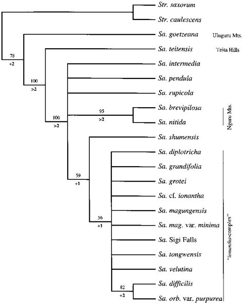 Strict Consensus Tree Based On The Four Most Parsimonious Trees For 19 Download Scientific