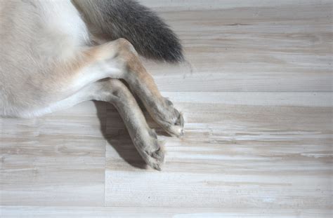 The Best Types Of Pet Friendly Flooring | Floorily