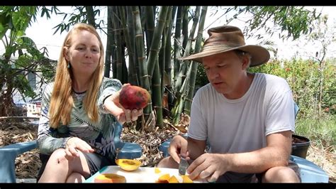 Van Dyke Mango Tasting Florida Mangos Youtube