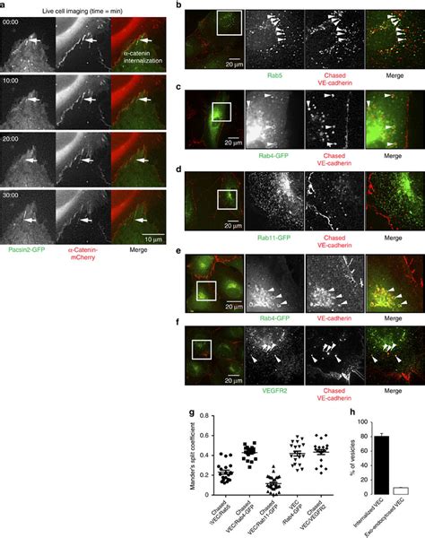 Pacsin2 Association Precedes VE Cadherin Internalization A Widefield