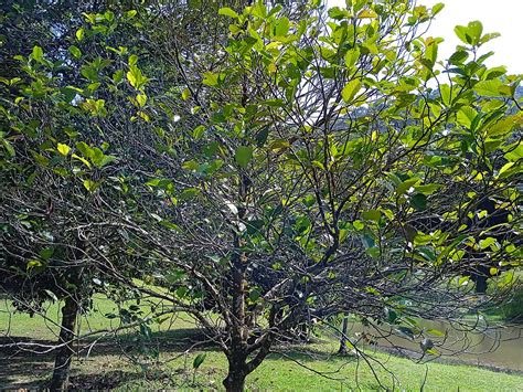 Philippine Native Tree Windbreaks To Save Your Crops From Strong