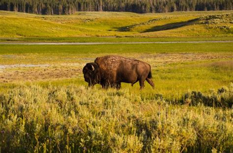 Free Images Grass Field Meadow Prairie Adventure Animal