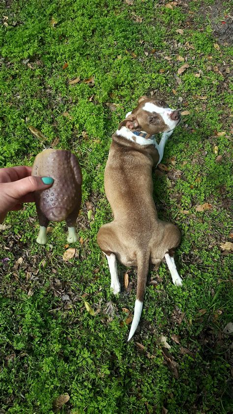 Spot the difference 🍗🍗 : r/pitbulls