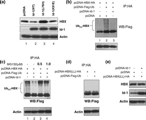 Hbx Signaling Pathway Semantic Scholar