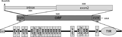 Schematic Representation Of Cgtoll Gene Structure Exons And Introns