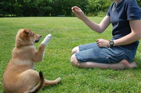 Cómo Enseñar A Un Perro A Saludar Consíguelo En Pocos Pasos