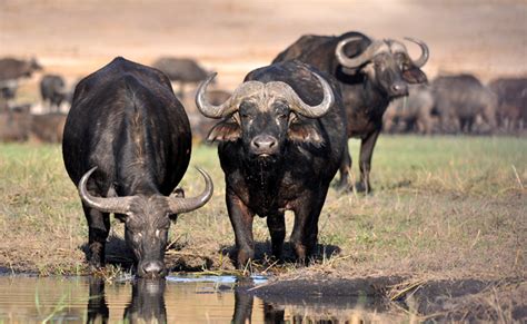 Buffle Dafrique Vivant En Groupe Dans La Savane