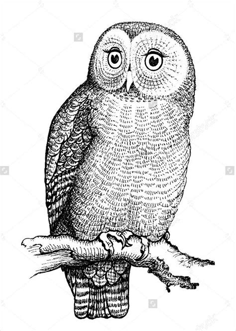 FREE 8+ Owl Drawings in AI