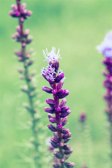 Free Images Nature Blossom Flower Herb Botany Flora Wildflower