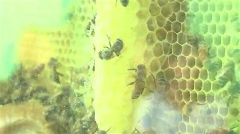 Que Hacer Ante La Picadura De Abejas N