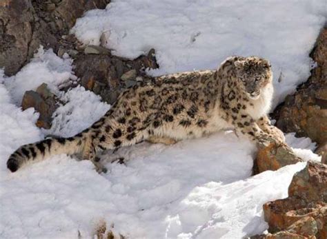 Wildlife In Himachal Pradesh Best National Parks And Wildlife Sanctuaries