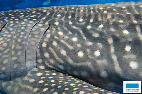 ジンベエザメの豆知識それぞれを見分ける方法 美ら海だより 沖縄美ら海水族館 沖縄の美ら海を次の世代へ